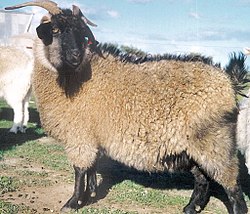 Cashmere là gì ? Tại sao Cashmere "đắt đỏ" như vậy
