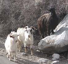 CASHMERE-LA-GI-TAI-SAO-CASHMERE-DAT-DO-NHU-VAY